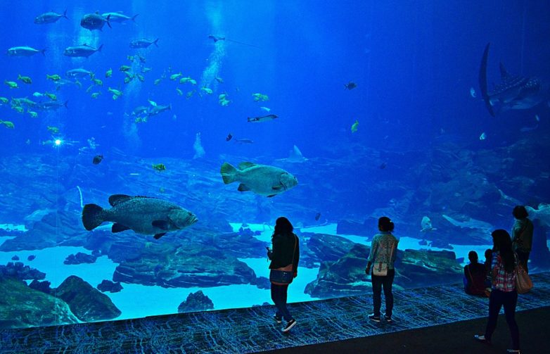 7 Best Aquariums In The Us To Visit 2018 Contentpond Georgia Aquarium Us