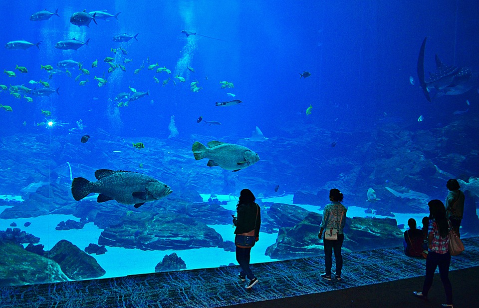 7 Best Aquariums In The Us To Visit 2018 Contentpond Georgia Aquarium Us